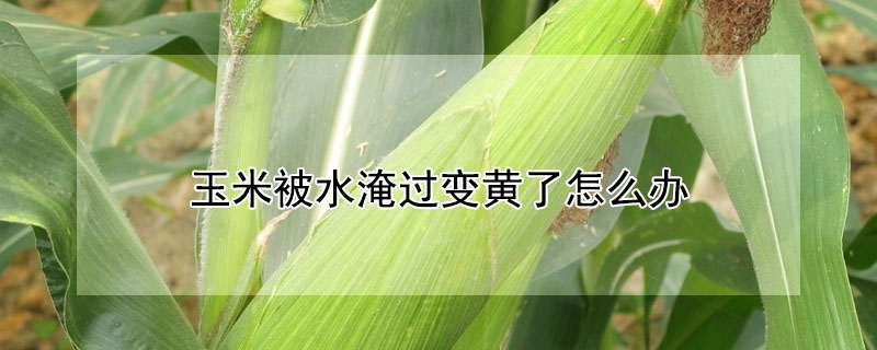 玉米被水淹過變黃了怎么辦