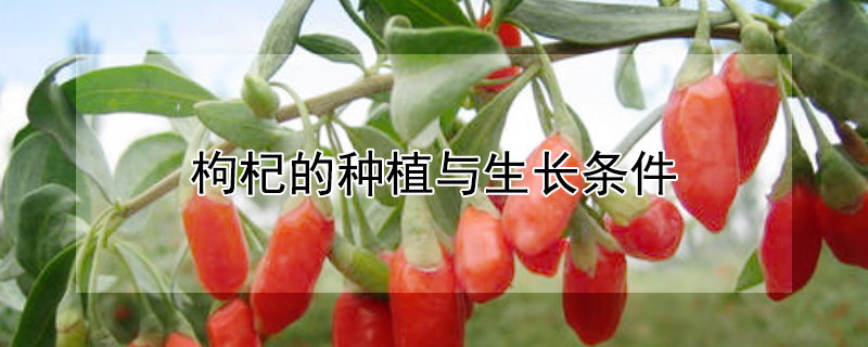 枸杞的種植與生長條件