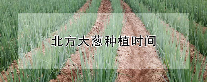 北方大蔥種植時間