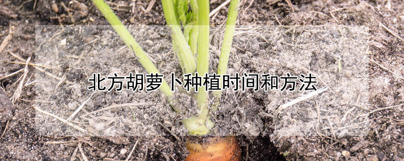 北方胡蘿卜種植時間和方法