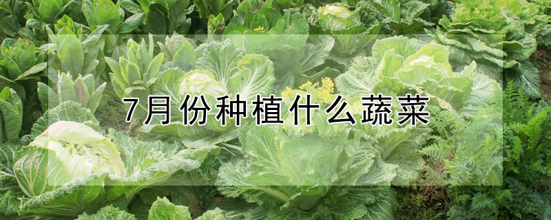 7月份種植什么蔬菜