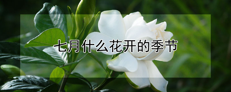 七月什么花開的季節(jié)