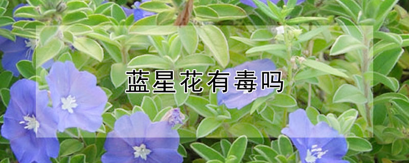 藍星花有毒嗎