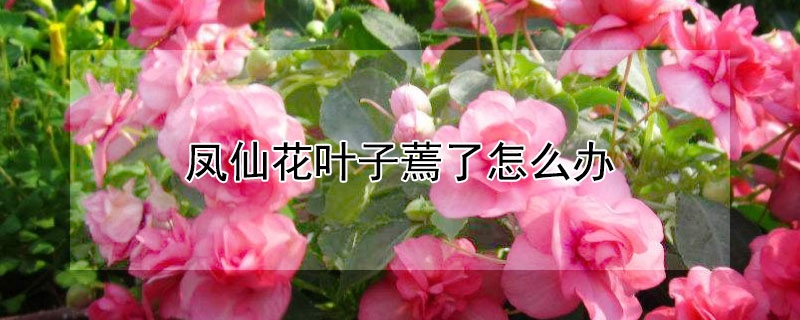 鳳仙花葉子蔫了怎么辦