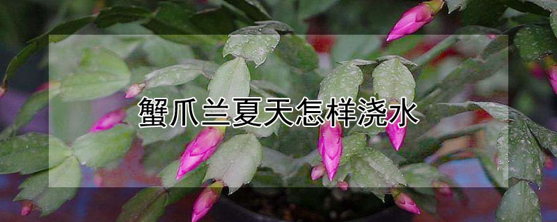 蟹爪蘭夏天怎樣澆水