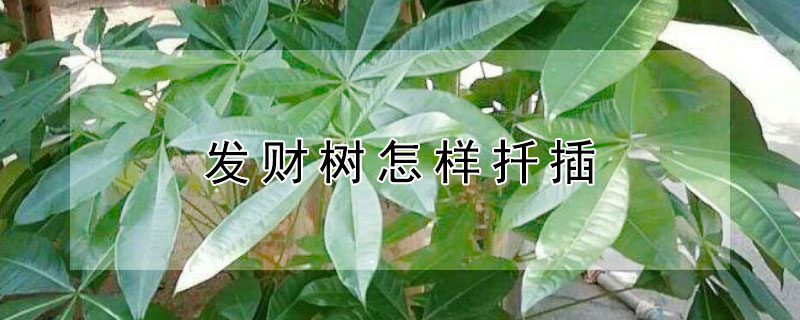 發(fā)財(cái)樹怎樣扦插