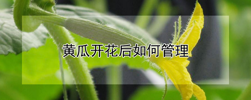 黃瓜開花后如何管理