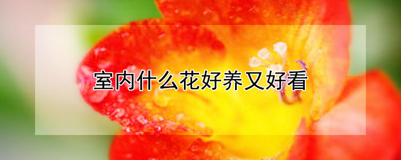 室內(nèi)什么花好養(yǎng)又好看