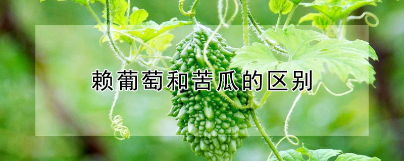 賴葡萄和苦瓜的區(qū)別