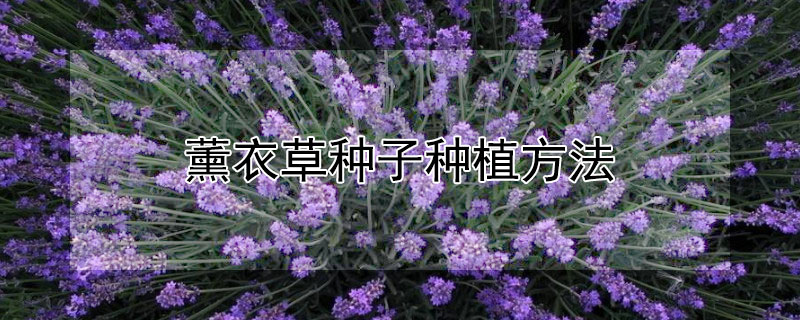 薰衣草種子種植方法