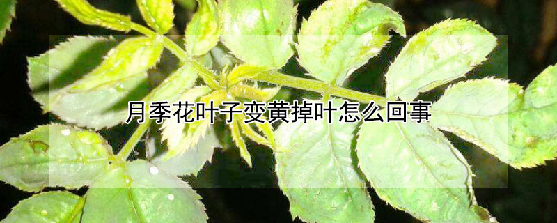 月季花葉子變黃掉葉怎么回事