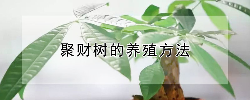 聚財樹的養殖方法