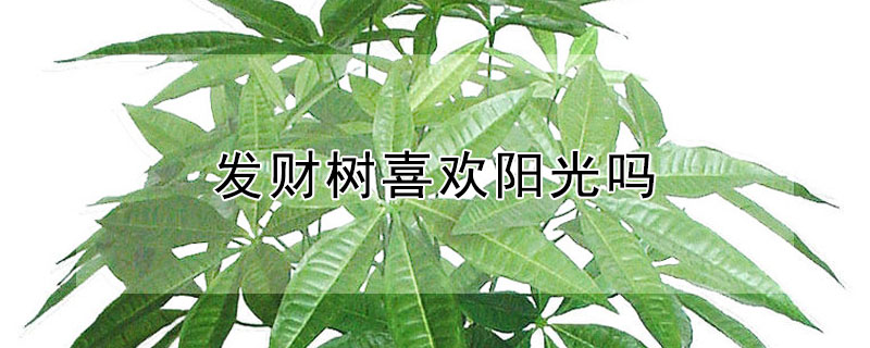 發(fā)財樹喜歡陽光嗎