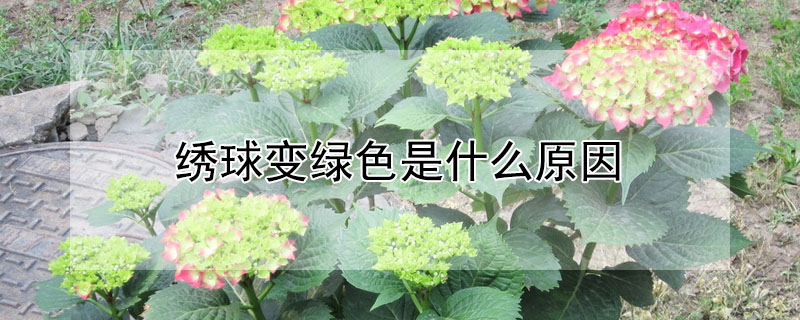 繡球變綠色是什么原因