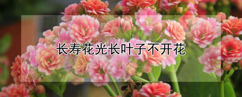 長壽花光長葉子不開花