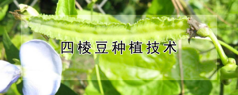 四棱豆種植技術(shù)