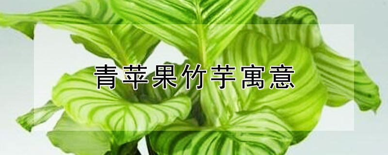 青蘋果竹芋寓意