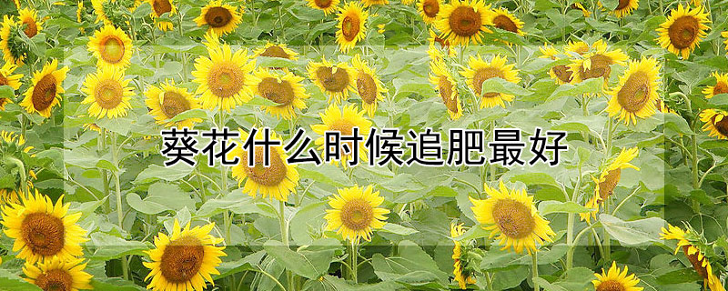 葵花什么時候追肥最好