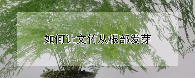 如何讓文竹從根部發(fā)芽