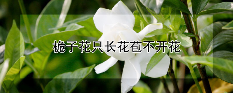 桅子花只長花苞不開花