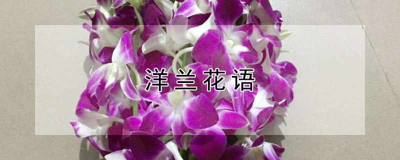 洋蘭花語