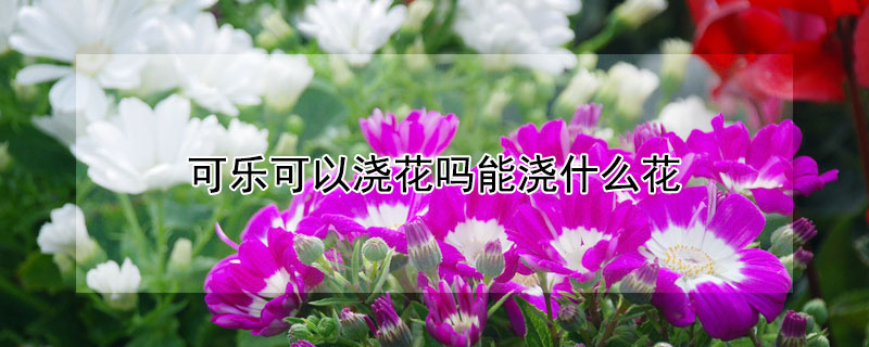 可樂可以澆花嗎能澆什么花