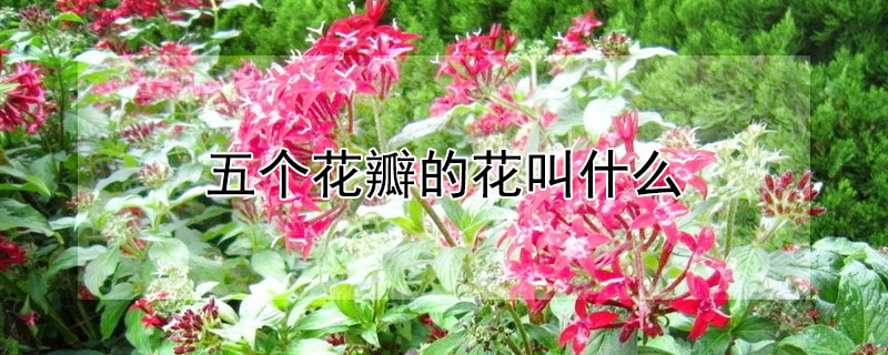 五個花瓣的花叫什么