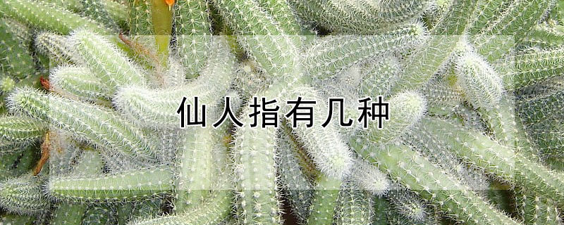 仙人指有幾種