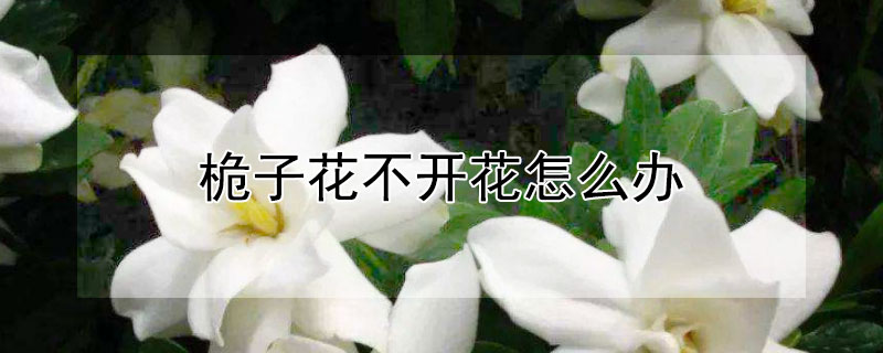 桅子花不開花怎么辦