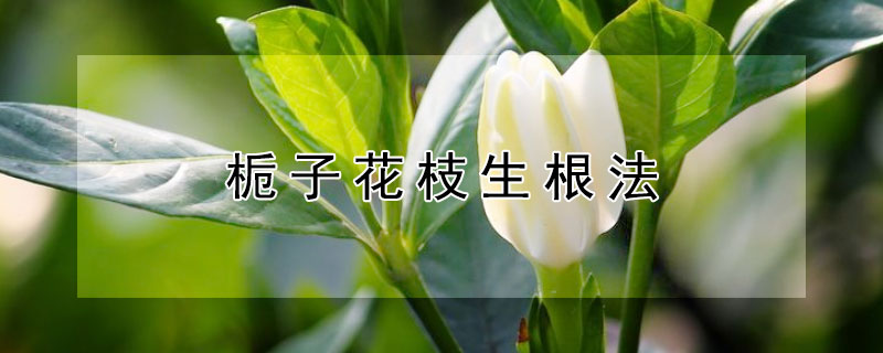 梔子花枝生根法