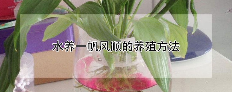 水養(yǎng)一帆風(fēng)順的養(yǎng)殖方法