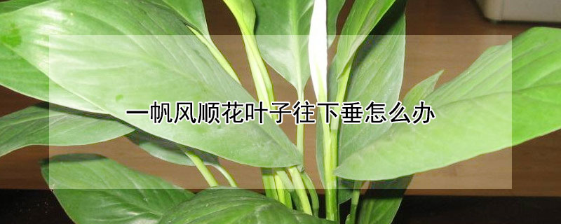 一帆風順花葉子往下垂怎么辦