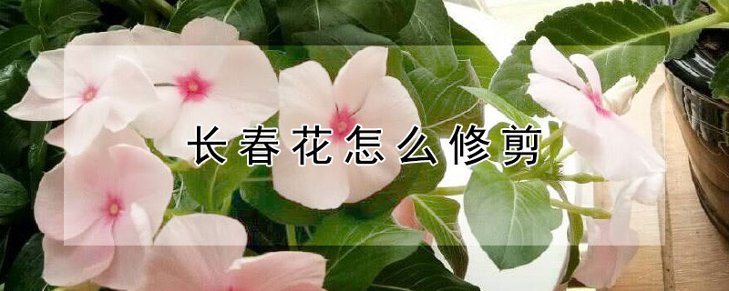 長春花怎么修剪