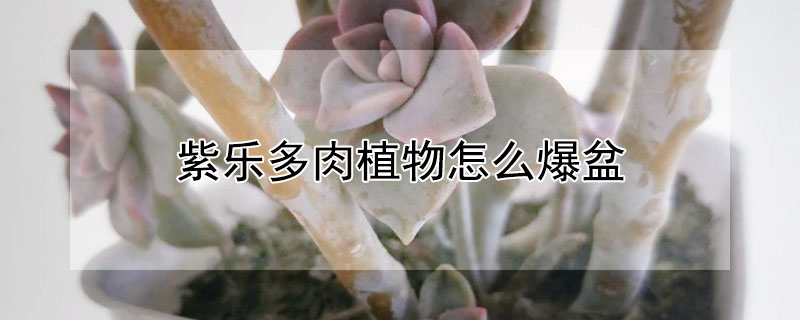 紫樂多肉植物怎么爆盆