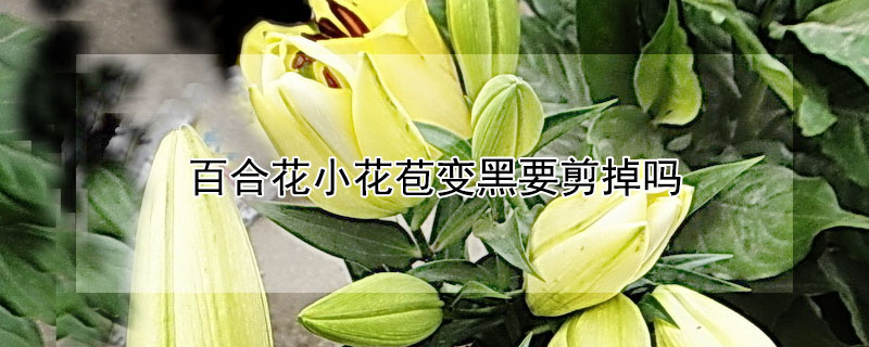 百合花小花苞變黑要剪掉嗎