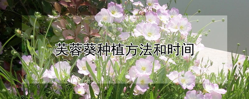 芙蓉葵種植方法和時(shí)間