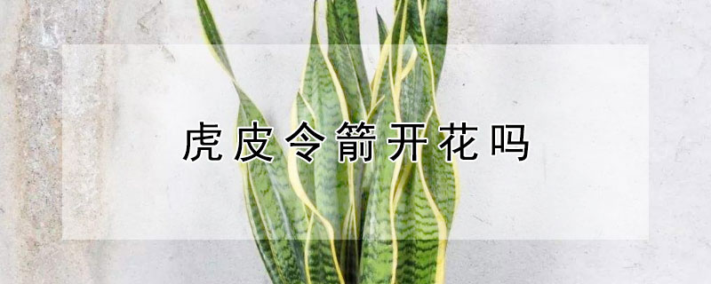 虎皮令箭開花嗎