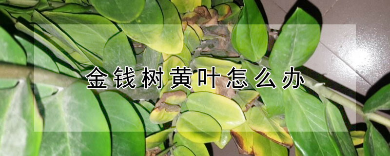 金錢樹黃葉怎么辦