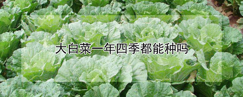 大白菜一年四季都能種嗎