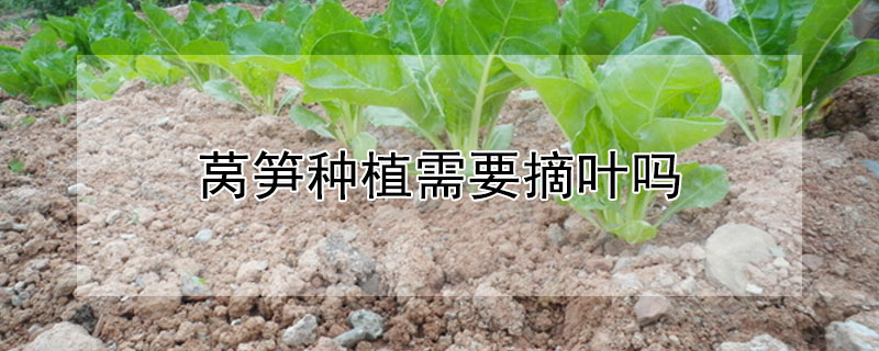 萵筍種植需要摘葉嗎