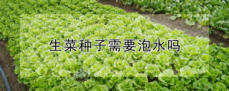 生菜種子需要泡水嗎