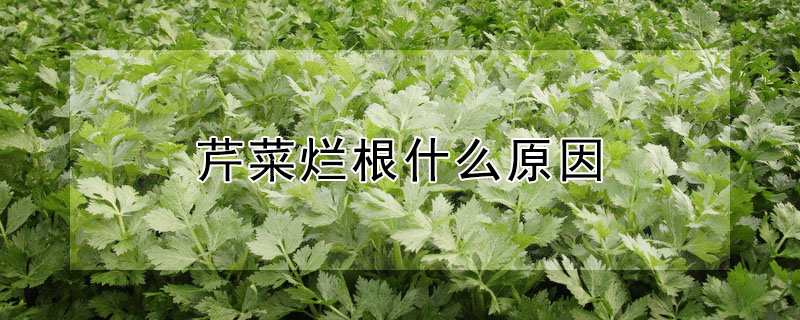 芹菜爛根什么原因