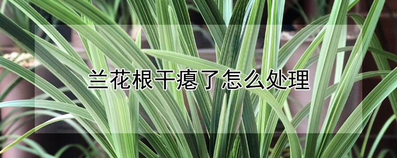 蘭花根干癟了怎么處理