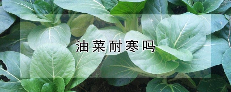 油菜耐寒嗎