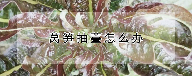 萵筍抽薹怎么辦