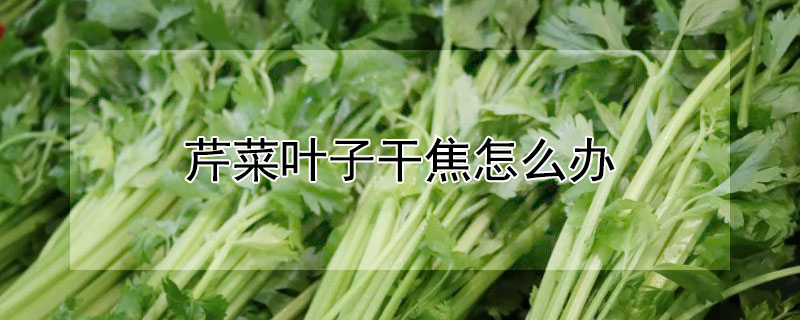 芹菜葉子干焦怎么辦