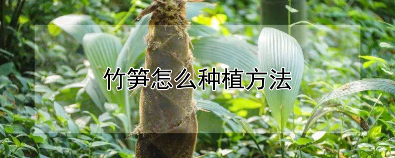 竹筍怎么種植方法