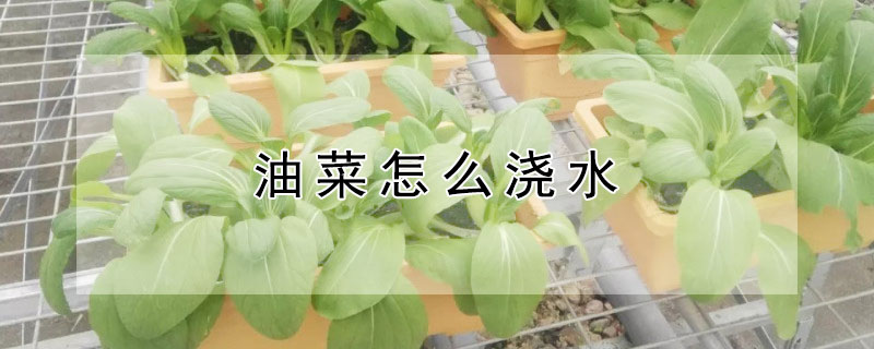 油菜怎么澆水