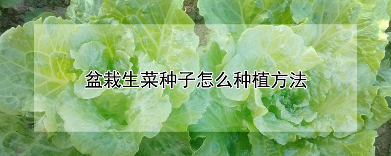 盆栽生菜種子怎么種植方法