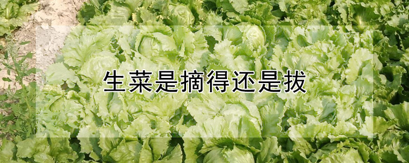 生菜是摘得還是拔